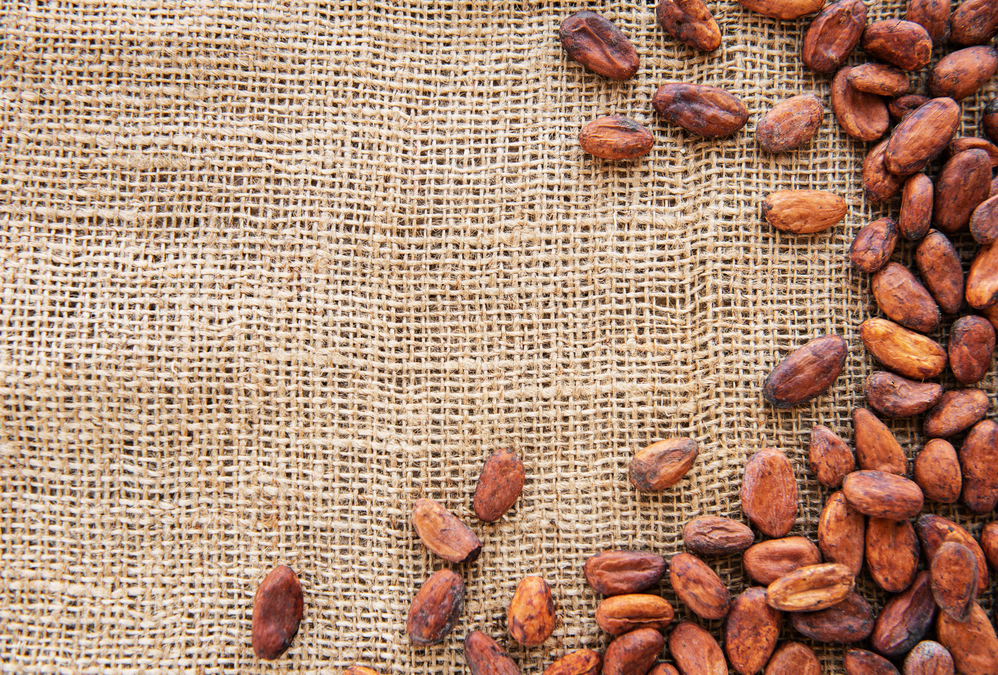 Cocoa beans on food-grade jute weave — export packaging