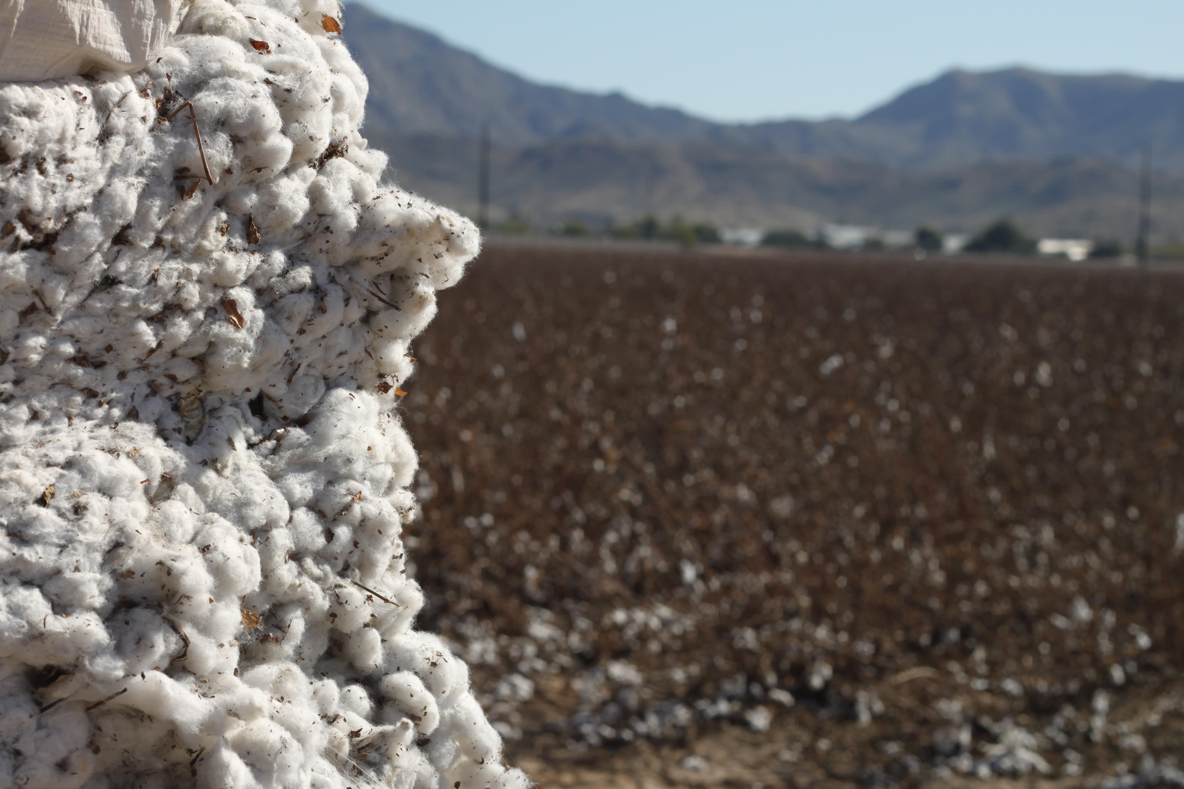 Organic cotton bale ready for export