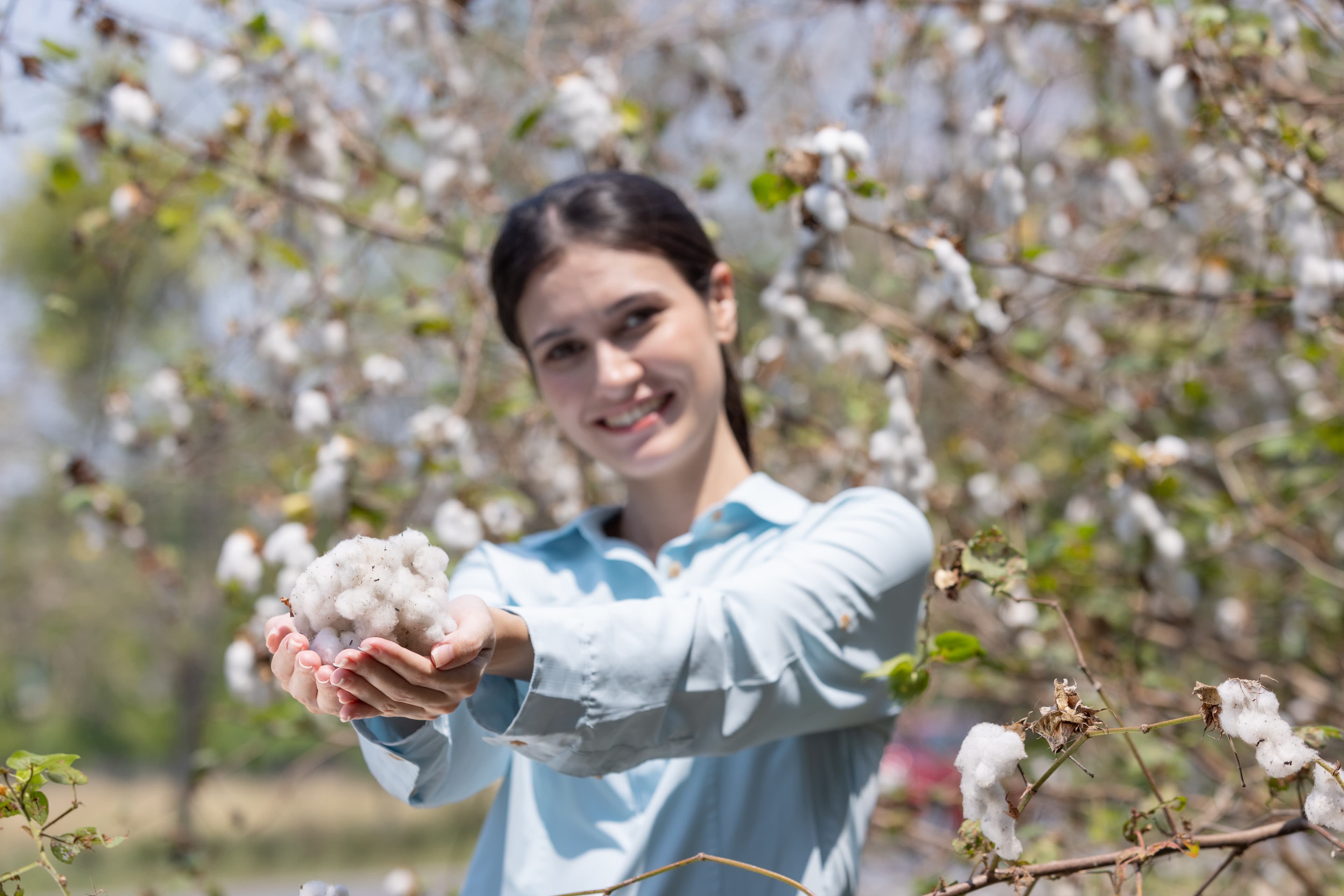 Organic cotton harvested at source
